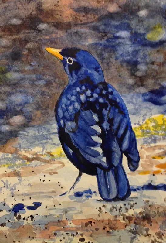 Akvarell Koltrast - Blackbird av Susanna Prestor