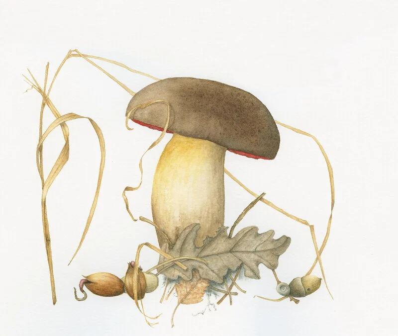 Akvarell Blodsoppen av Karin Feltzing