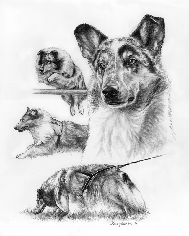 Collage med collies av Maria Tjärnström