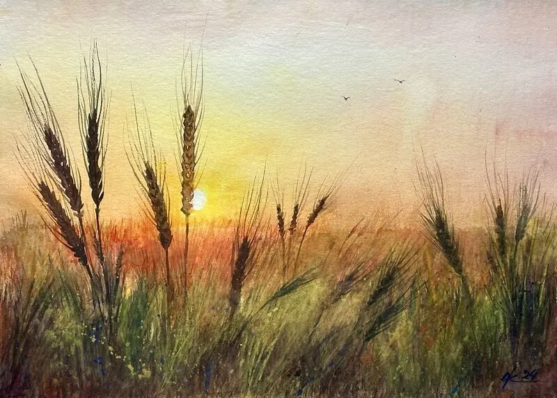 Akvarell Vetefält vid solnedgången av Olga Kharyakova