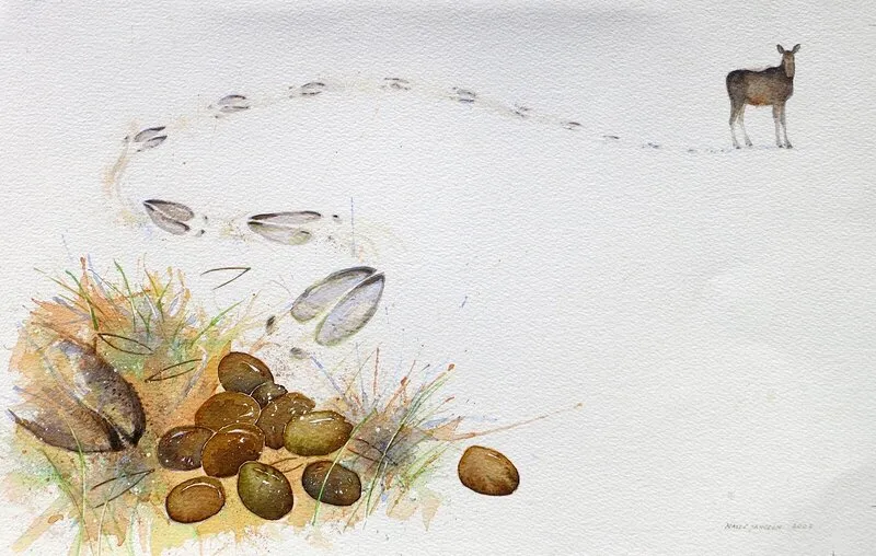 Akvarell Älgspår av Hasse Jansson