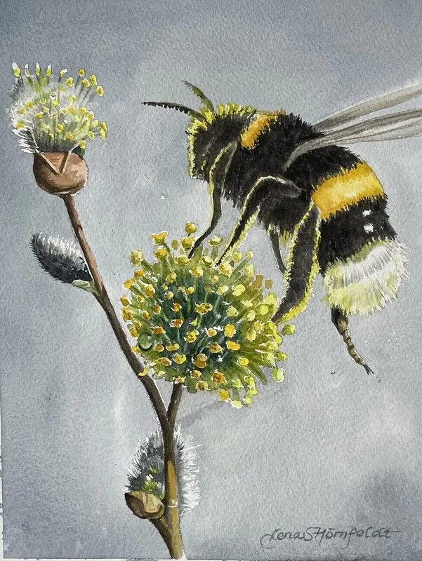 Akvarell Humlan går in för landning av Lena Hörnfeldt