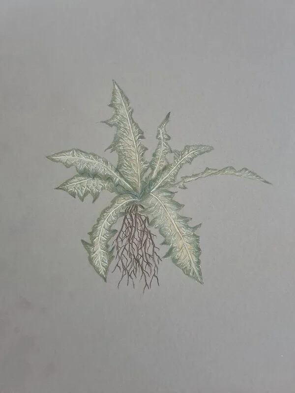 Nirnroot, Available as print av Ida Axelsson