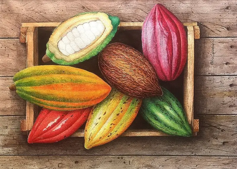 Akvarell Kakaofrukt av Julio Casanova