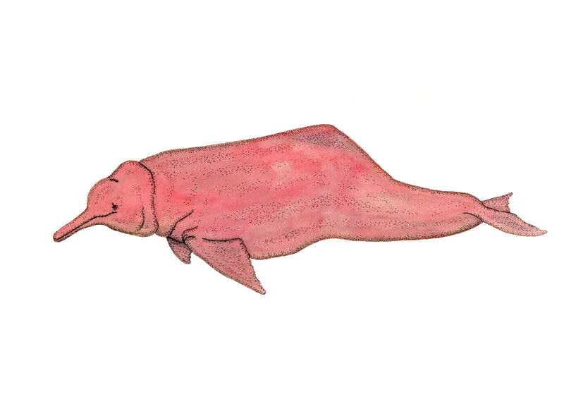 Akvarell Amazonfloddelfin av Alexander Gustavsson