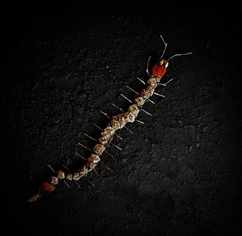 Little Critters / Småkryp XIV av Carmen Paas