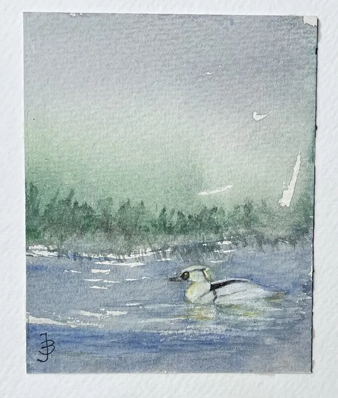 Akvarell Salskrake av Britt-Marie Johansson