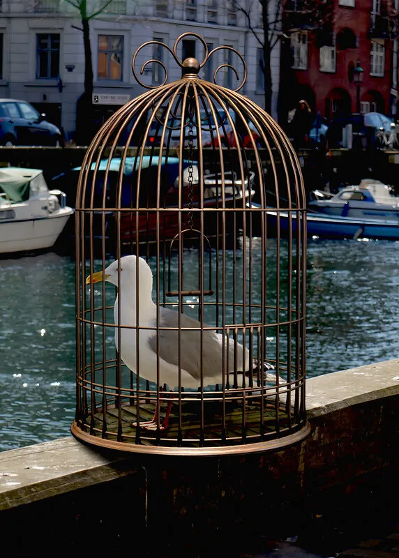 Free as a Bird av Jörgen Thornberg