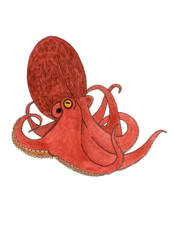 Akvarell Åttaarmad bläckfisk av Alexander Gustavsson