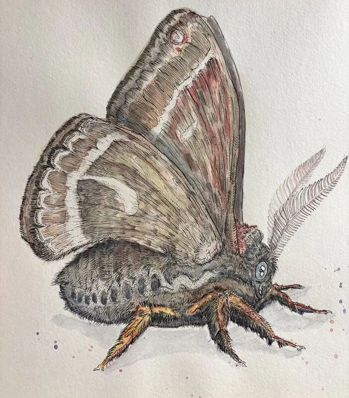 Akvarell Mal-Ina ”Den snälla nattfjärilen” av Sandra Bengtsson