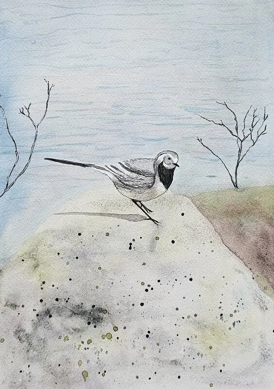 Akvarell Sädesärla på stenen av Katty Pourrahmaty