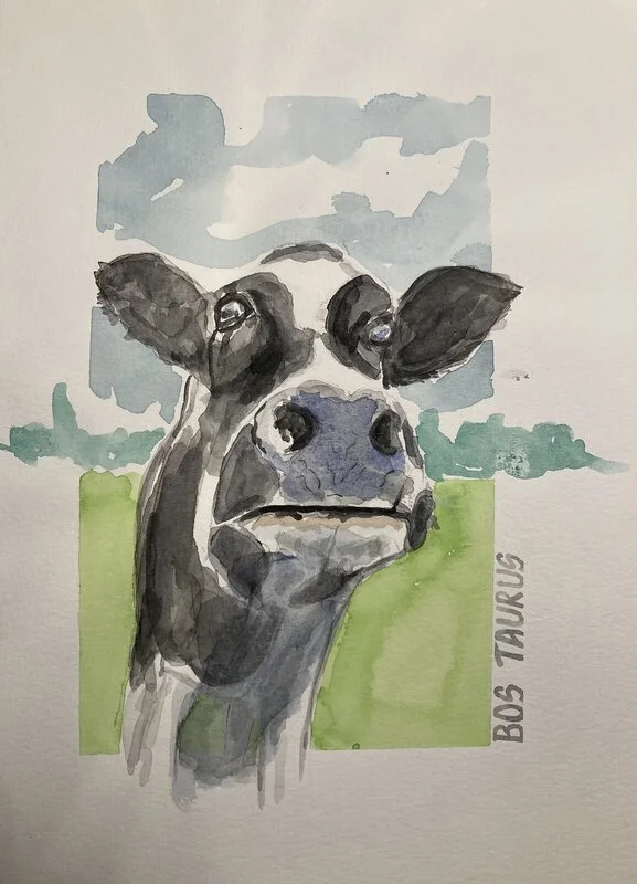 Akvarell Kalv av Conny Johansson