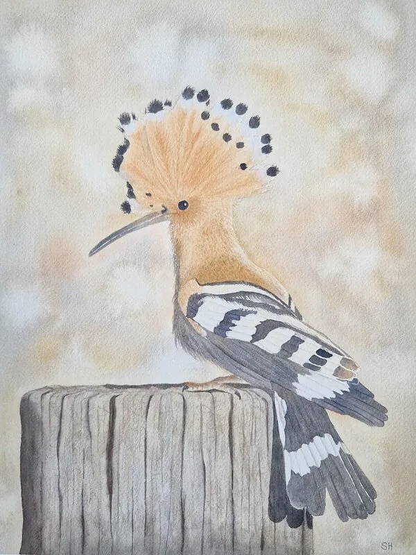 Akvarell Härfågeln av Susanne Hagemark