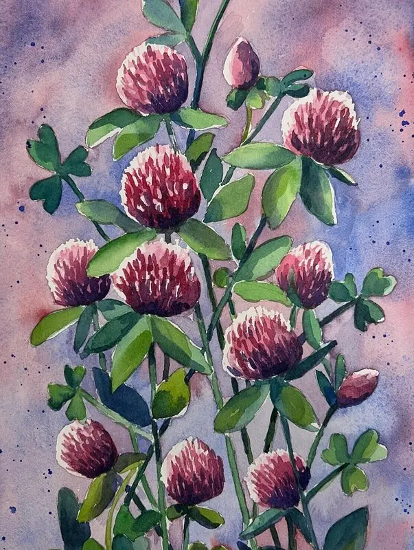 Akvarell Rödklöver av Anna Sundkvist / @veras_akvareller