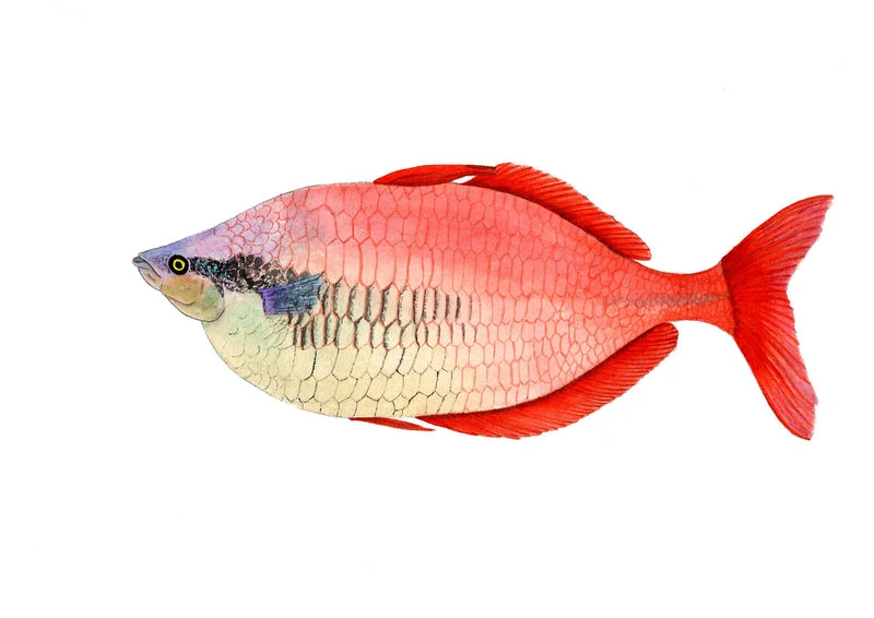 Akvarell Kuromisjöns regnbågsfisk av Alexander Gustavsson