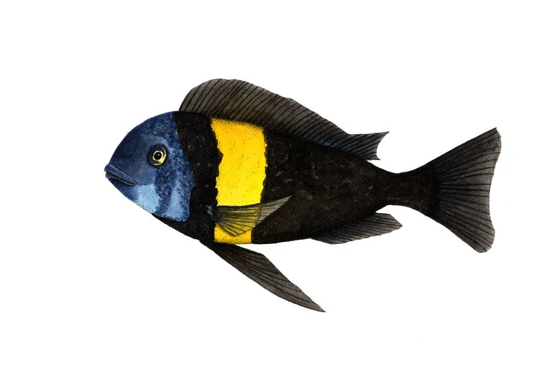 Akvarell Tropheusciklid av Alexander Gustavsson