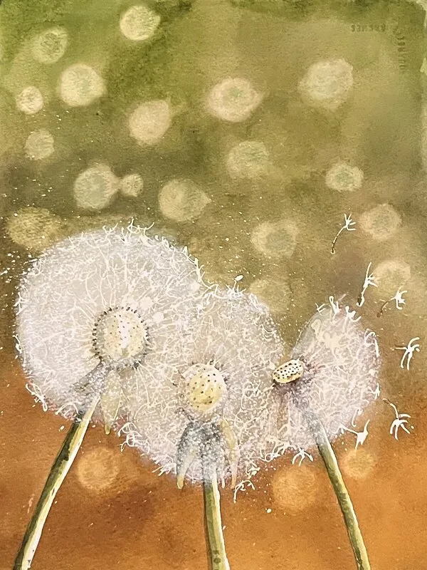 Akvarell Maskros bollar av Rune Gabrielsson