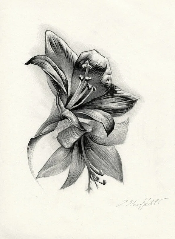 Amaryllis av Olga Sternyk