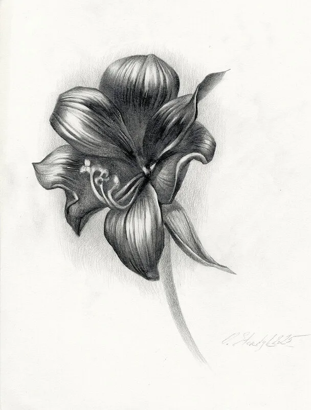 Amaryllis_2 av Olga Sternyk