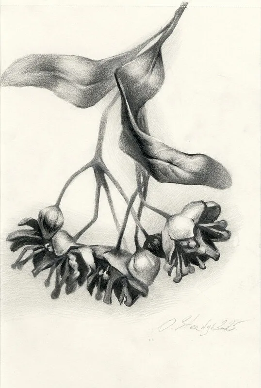 Lindblommor av Olga Sternyk
