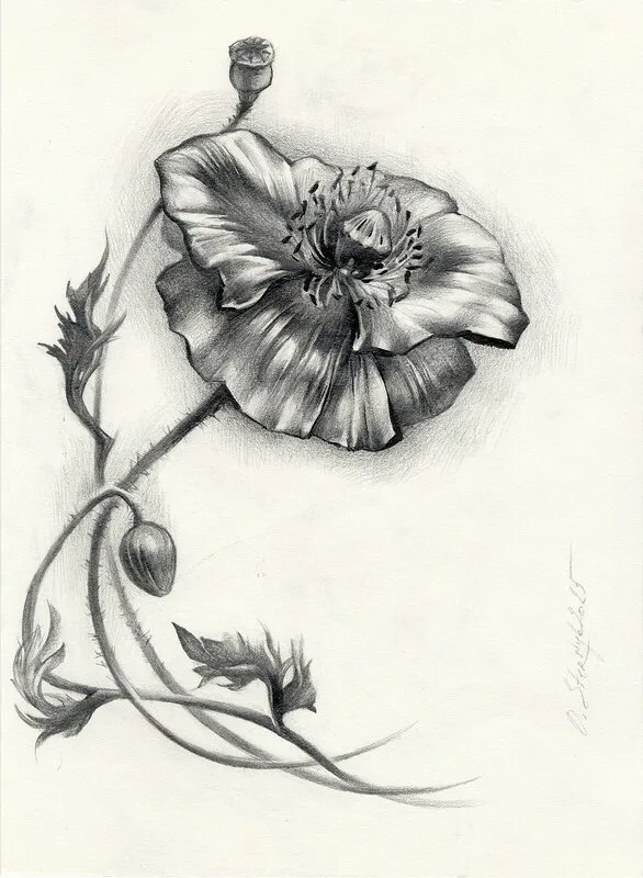 Vallmo av Olga Sternyk