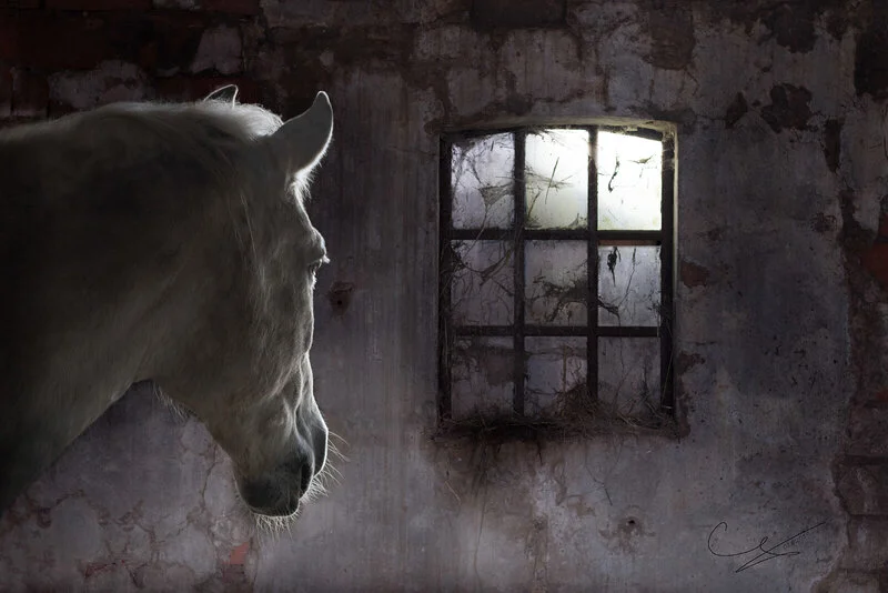 Rechazo av Grietje Van Der Heide