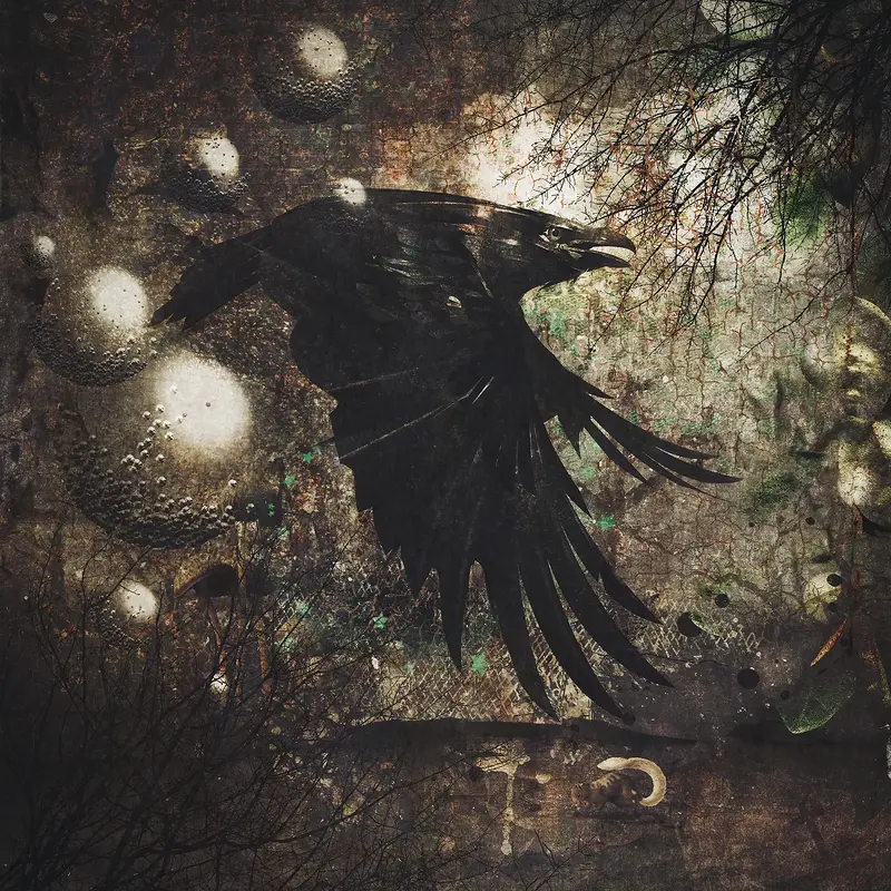 Raven 1 av Kristin Couch