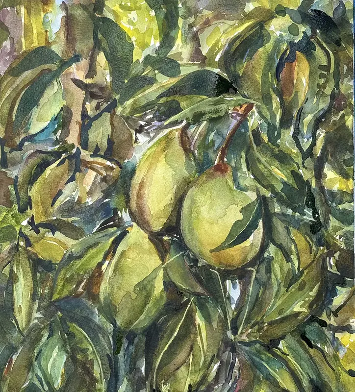 Akvarell Päronskörden blev god av Iréne Viberg