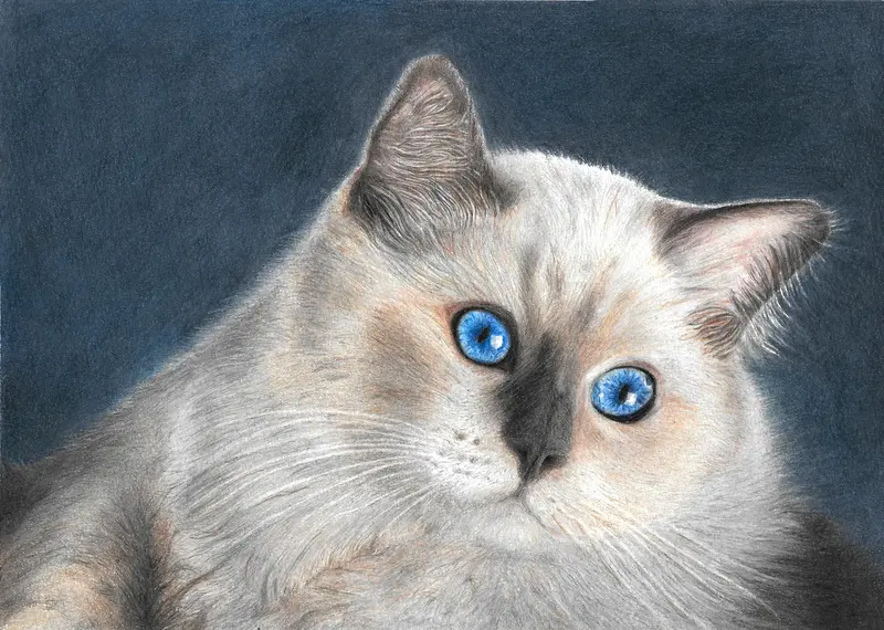 Katt, mitt i ett beslut av Stina Sjöstedt