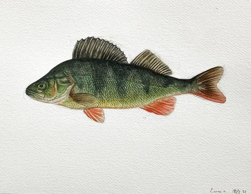 Akvarell Aborre av Linnea Andersson