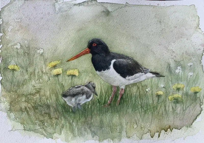 Akvarell Strandskata med unge av Linnea Andersson