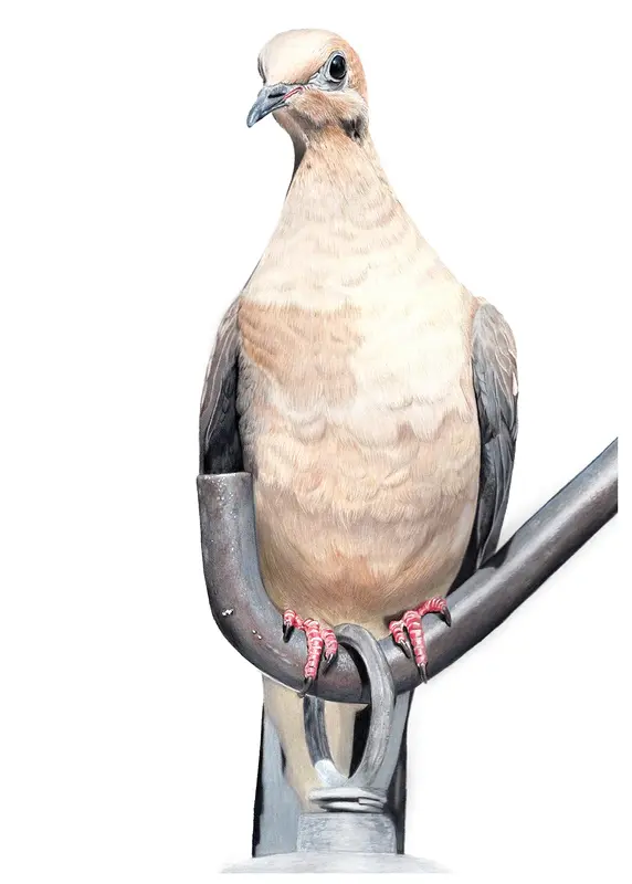 Morgonvakt av Angelica Diehn