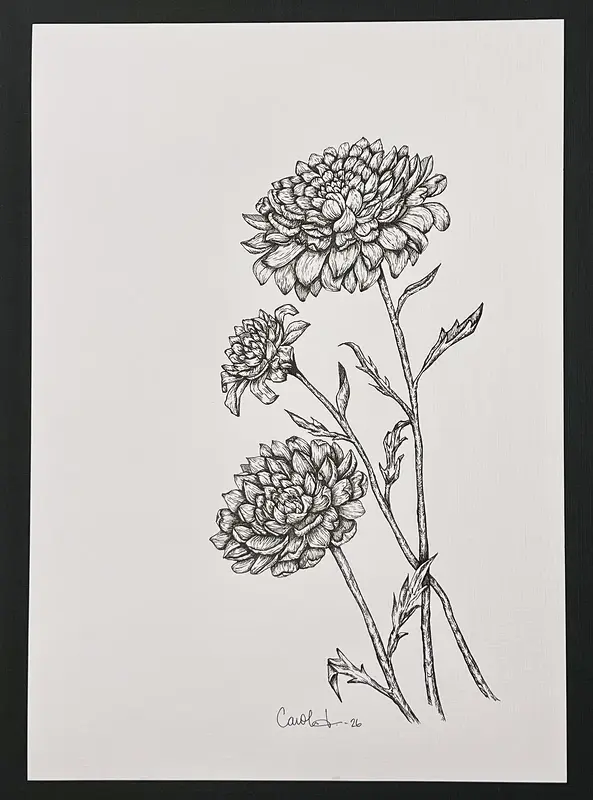 Dahlia av Caroline Lingersjö