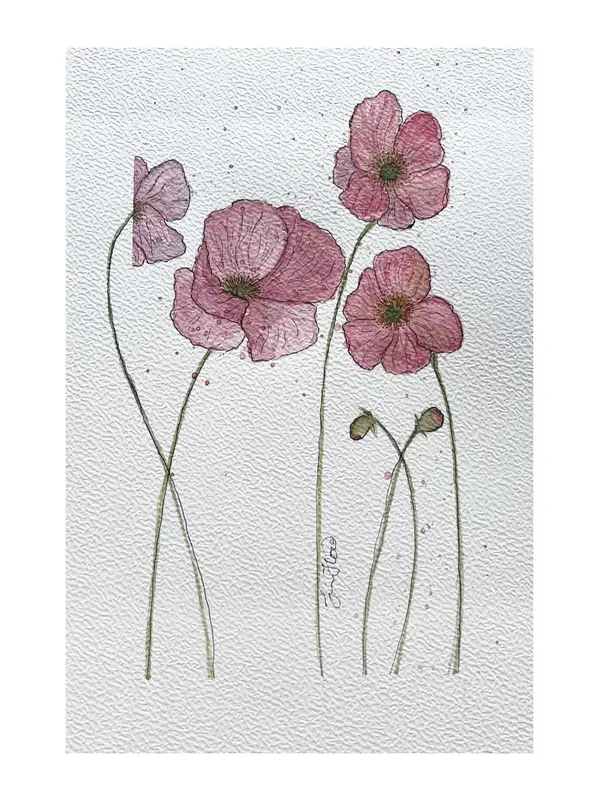 Akvarell Vallmo av Jessica Paintbyhowsan