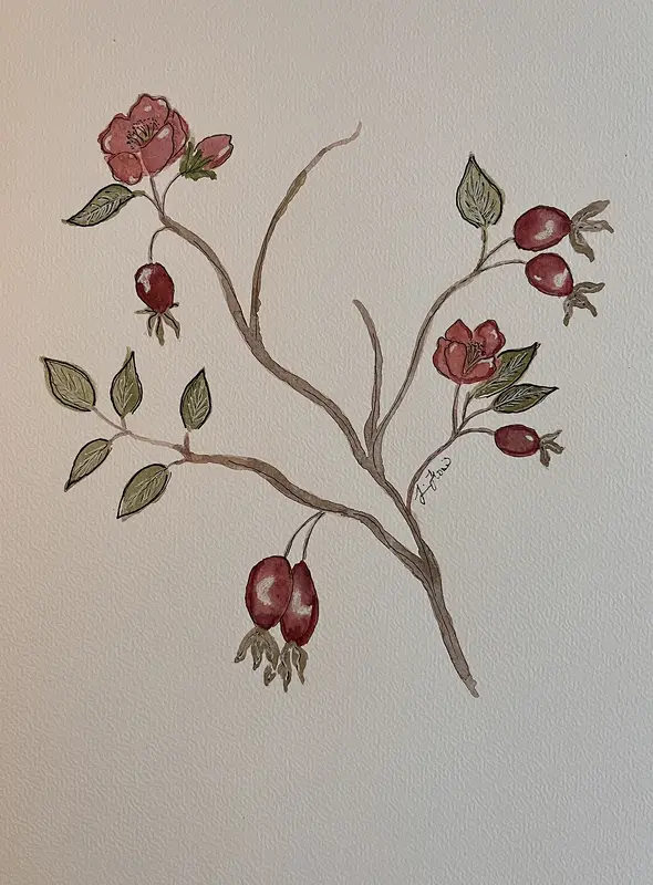 Akvarell Nypon av Jessica Paintbyhowsan