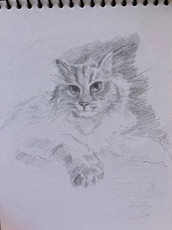 Katt av Olga Hermansson