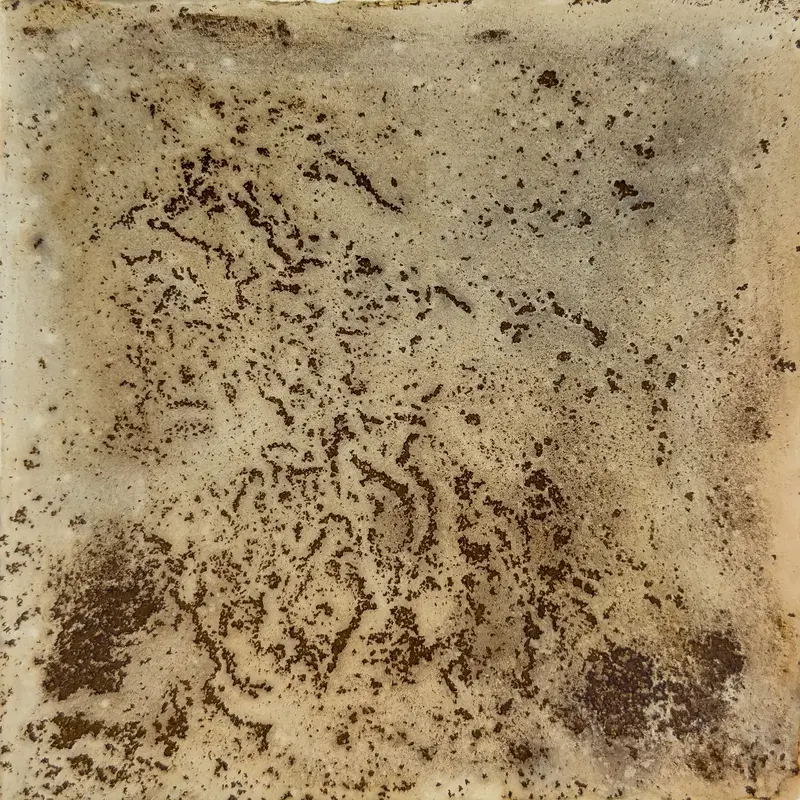 Akvarell Kartlav (Map lichen) av Malin Janliden