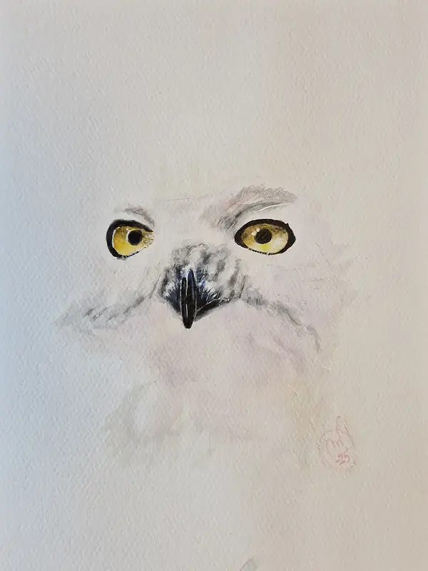 Akvarell Fjällugglan Hedwig av Max Jansson