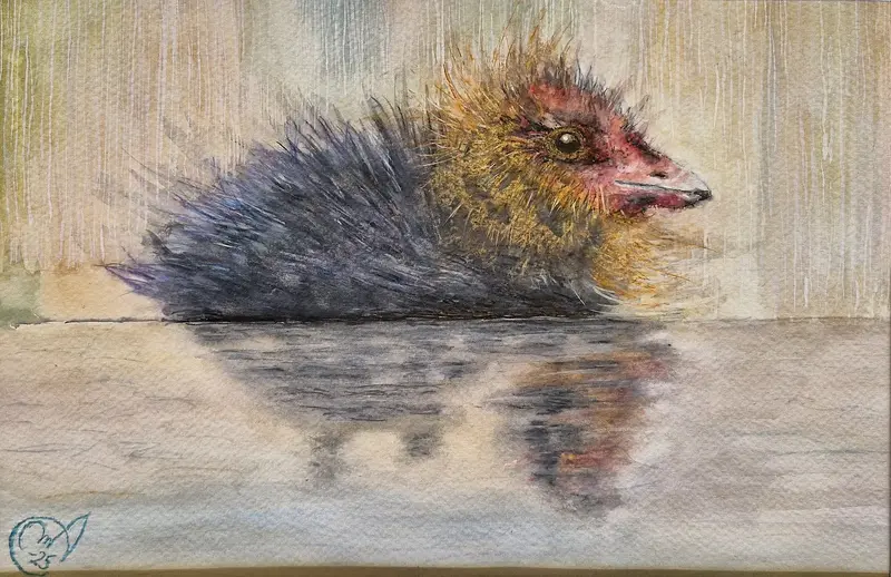 Akvarell Sot-unge (sothöna) av Max Jansson