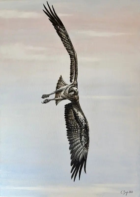 Oljemålning Fiskgjuse av Caroline Berg