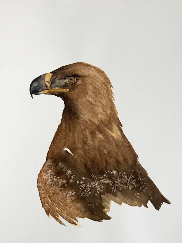 Akvarell Kungsörn (Golden eagle) av Malin Janliden