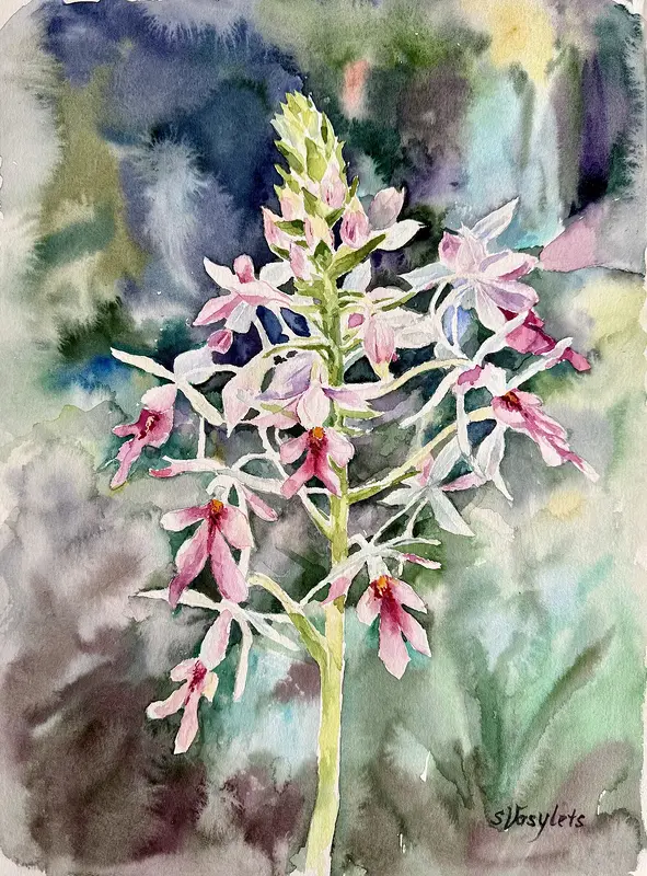 Akvarell Orchid av Svitlana Vasylets