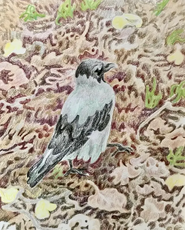Crow av Li Loomis