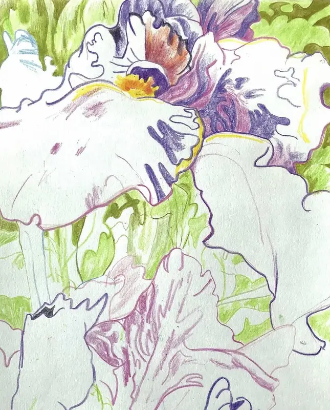 I think I saw an Iris bloom av Li Loomis