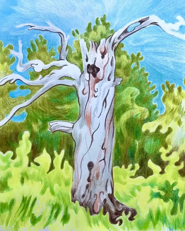 A Tree av Li Loomis