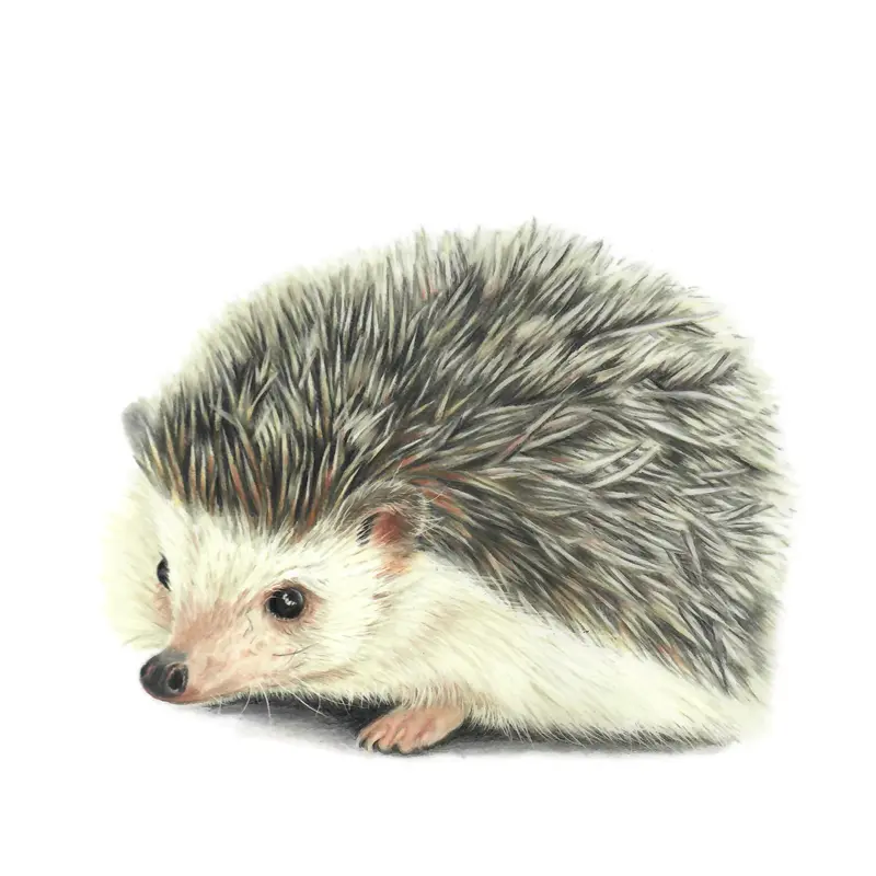 Igelkott av Angelica Diehn