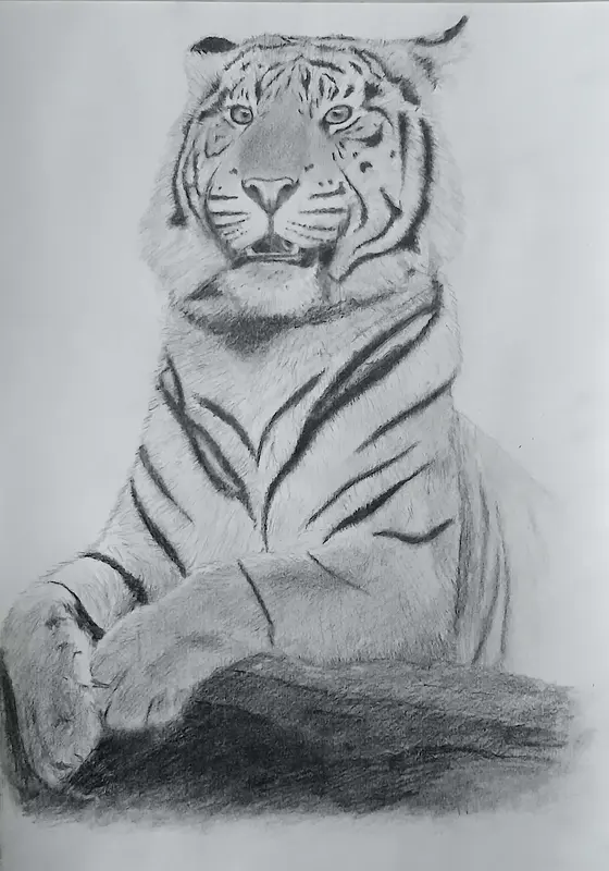 Noble Tiger av David Asefaw