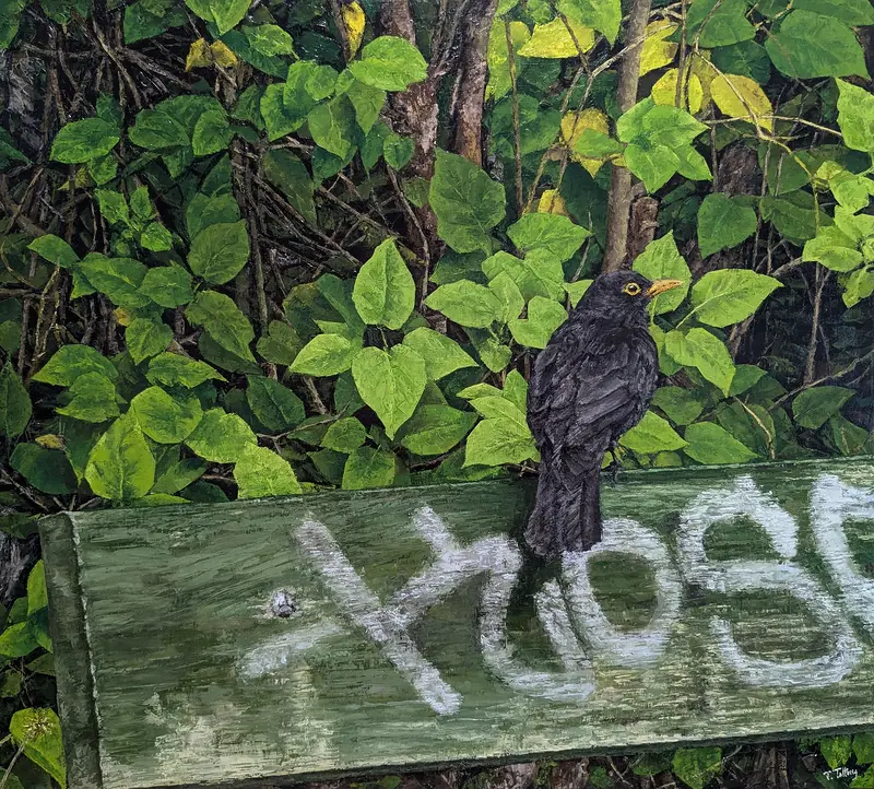 Oljemålning Koltrast av Tarek Tallberg