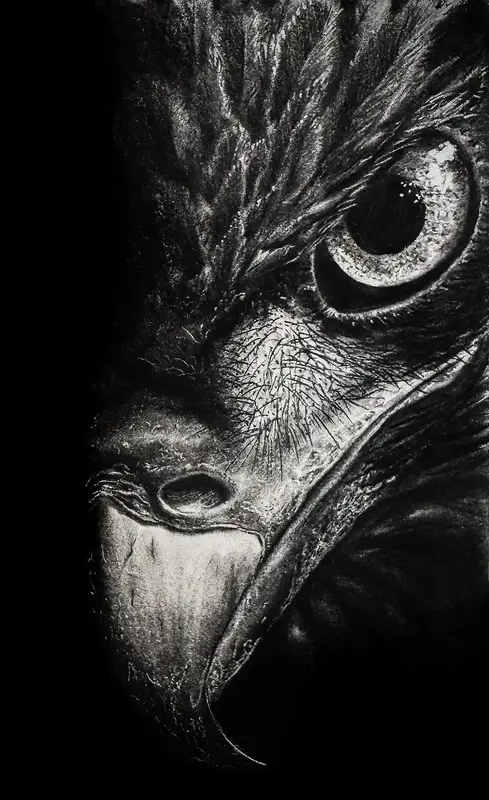 Adler av Björn Olfenius