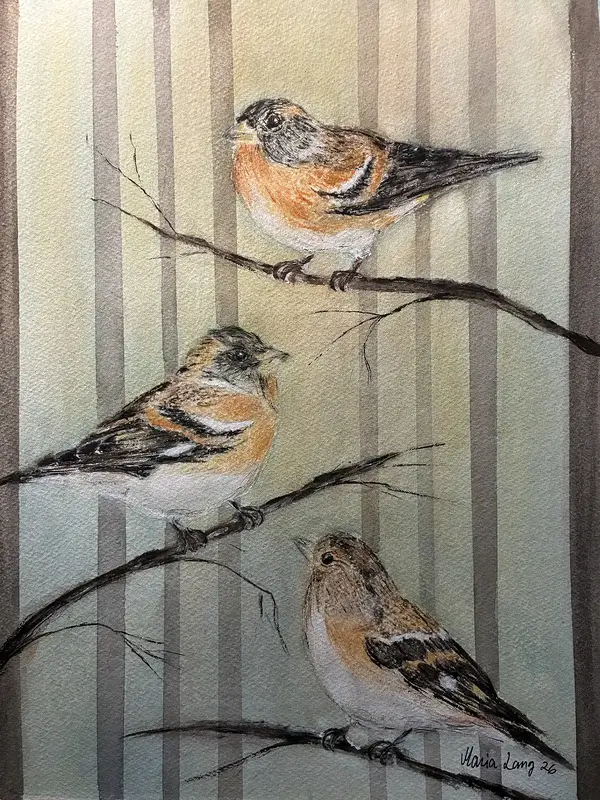 Akvarell Bergfinkar av Maria Lang